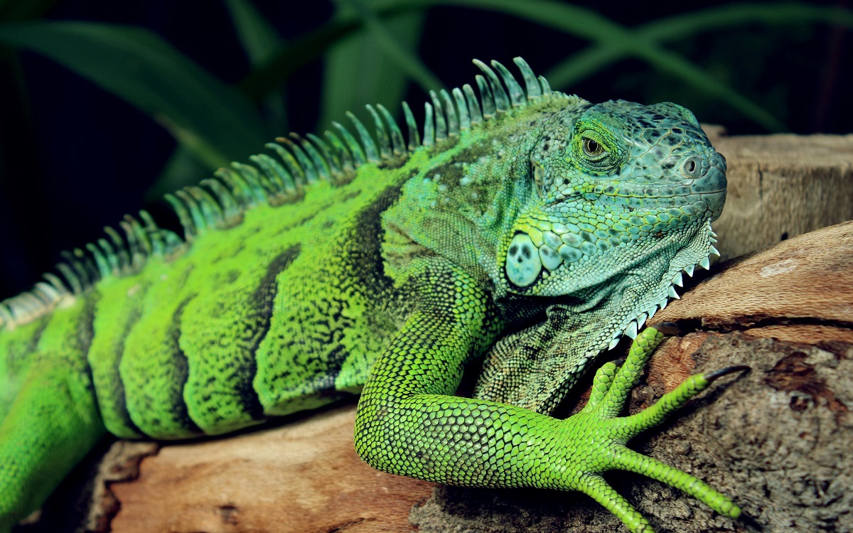 caring for iguanas