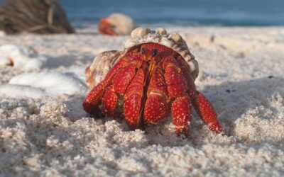 Hermit Crabs As Pets