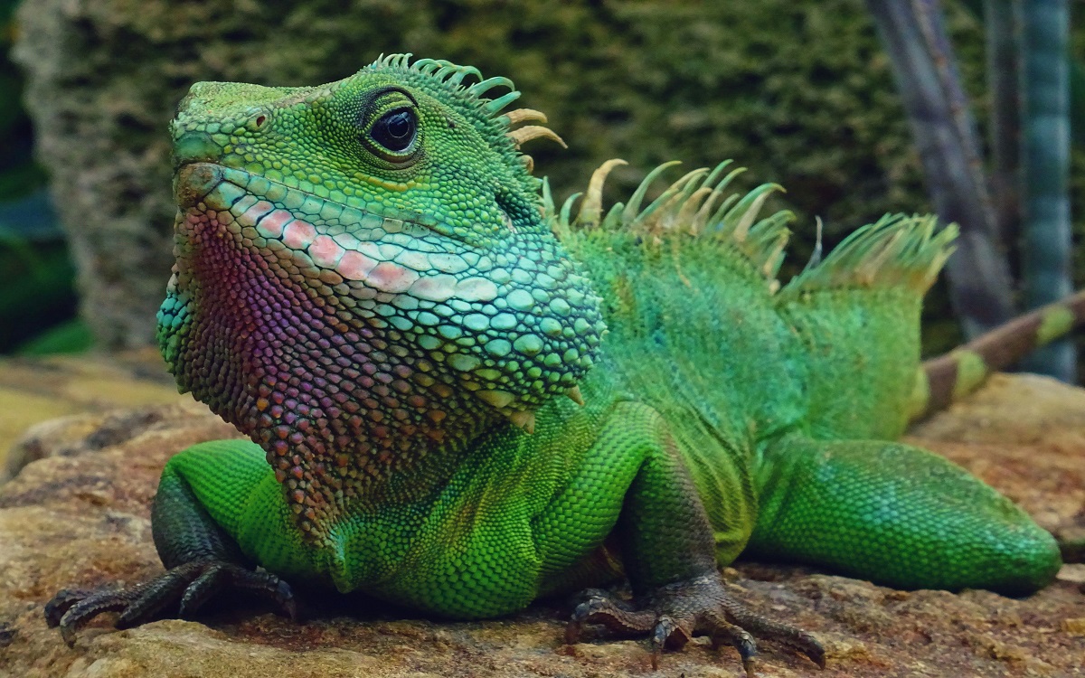 how to care for an iguana
