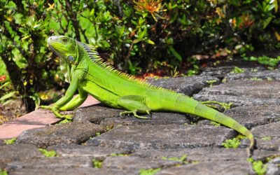 Are Iguanas Good Pets?