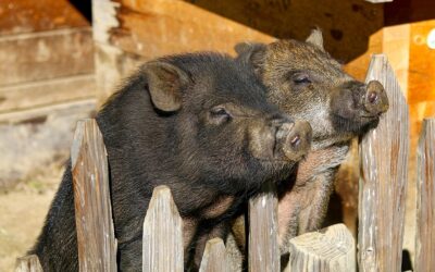 Potbelly Pigs As Pets: What You Need to Know Before Bringing One Home