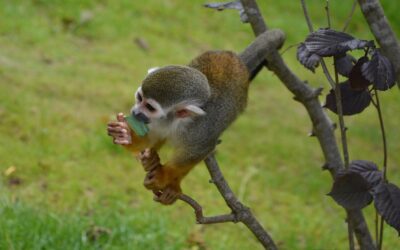Do Monkeys Make Good Pets? Why You Should Think Twice Before Bringing One Home